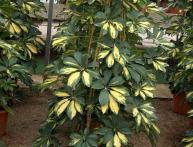 шефлера описание растения