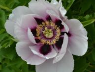 древовидный пион уход и выращивание 