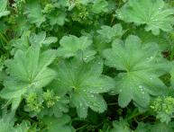 манжетка обыкновенная, полезные свойства