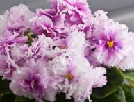 Фиалка болд пати герл