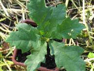 как садить желуди дуба