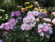 роза блю фор ю