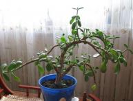 почему опадают листья с денежного дерева