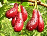 кизил дерево