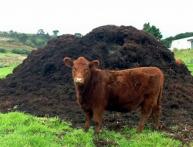 перепревший навоз, что это такое