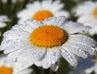 ромашка полевая описание растения