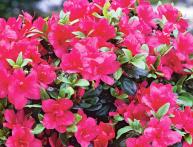 грунт для азалии