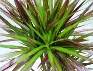 драцена маргината уход