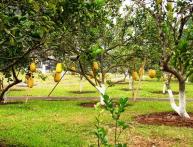 как растет помело