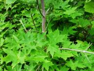 клен мелколистный