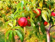 сорта нектарина