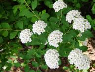 виды спиреи