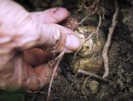 что такое трюфель