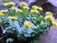 как выглядит родиола розовая или золтой корень