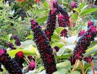 фитолакка лаконос