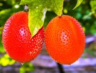 применение момордики в кулинарии