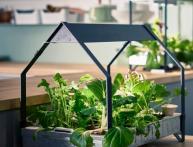 Как вырастить зелень на подоконнике