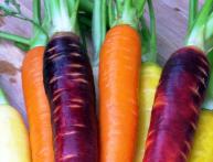 желтая морковь, сорта моркови