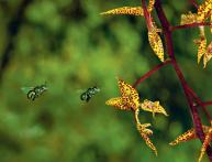 как размножают орхидею в домашних условиях