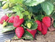 клубника монтерей