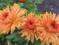 выращивание хризентемы из семян