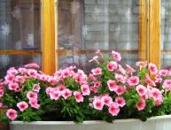 как вырастить петунию в домашних условиях