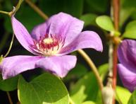 вегетационный период растений