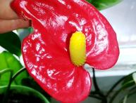 цветок мужское счастье, описание и особенности растения