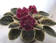 фиалка Ле Полина Виардо