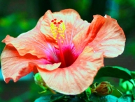 Цветок Каркаде, описание и фото