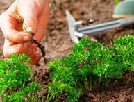 Курчавая петрушка Курчавая петрушка