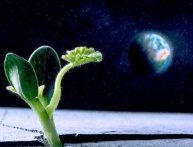 Лунный посадочный календарь, влияние фаз луны