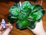 Размножение фиалок цветоносами