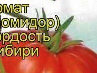 Томат Гордость Сибири, описание и фото