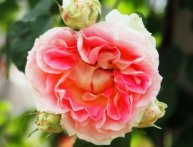 Плетистая роза Цезарь