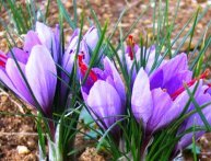 Выращивание шафрана