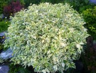 Дерен белый elegantissima