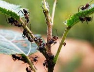 народные средства от муравьев в саду и на огороде