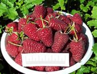 Крупноплодная малина