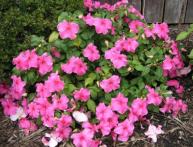 бальзамин садовый