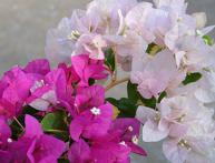 бугенвиллия