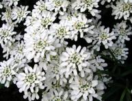 иберис вечнозеленый