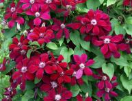 клематис вестерплатте