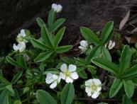 лапчатка белая