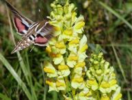 льнянка обыкновенная