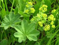 трава манжетка обыкновенная