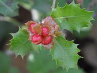 падуб остролистный