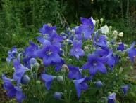 платикодон