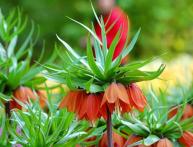 цветы рябчики