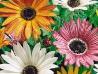 выращивание арктотиса